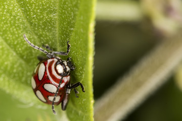 ladybug red and white on the leaf of basil extreme close up - ladybug red and white  on the leaf of basil macro photo