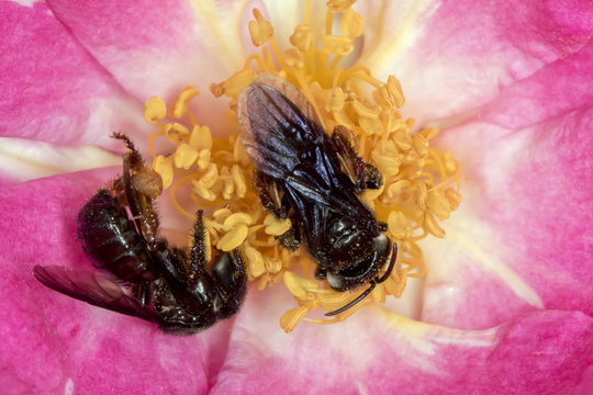 bee Arapua pollinating flower extreme close up - bee pollinating flower macro photo