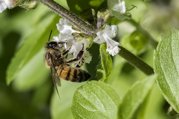 bee pollinating basil flower extreme close up - bee pollinating flower macro photo