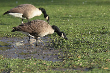 Canada Goose, Branta canadensis