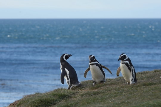 Magellanic Penguins at the penguin sanctuary on Magdalena Island in the Strait of Magellan near Punta Arenas in southern Chile.
