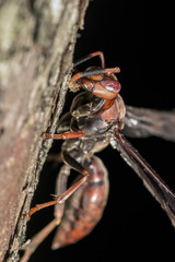 Wasp in the trunk of tree extreme close up - Wasp in the trunk of tree macro