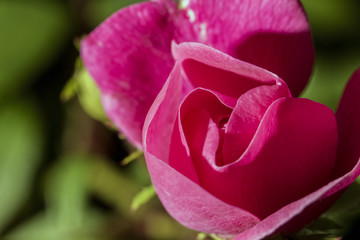 Rose Bud close up - Flower Bud macro