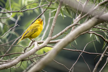 yellow bird between the branches of the tree