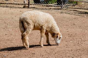 Fototapeta premium One Sheep in the farm