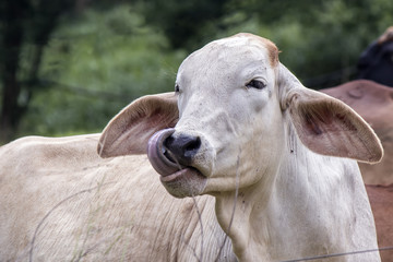 ox licking nose photo