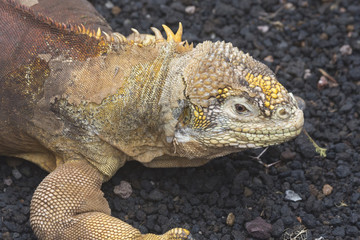 Galápagos-Landleguan (Conolophus subcristatus) auf der Isla Santa Cruz