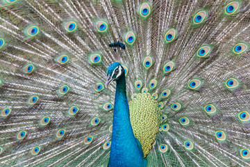 Fototapeta premium Male Indian Peafowl spreading tail-feathers, selective focus