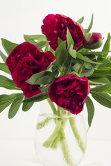 Bouquet with big red rain wet peonies from garden in glass jug, table indoor. White background, vertical.