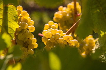 Weintrauben in Mittagssonne