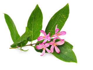 Tatarian honeysuckle Lonicera tatarica isolated on white background