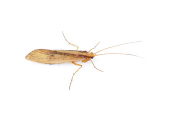 Brown caddisfly isolated on white background