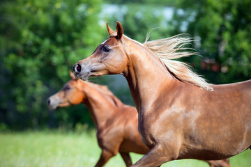 Two Arabian horses running freedom in field