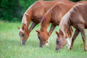Three Arabian horses eating green grass in field