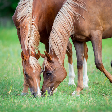 Two Arabian horses eating green grass in field, square photo