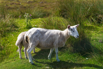 Fototapeta na wymiar sheep
