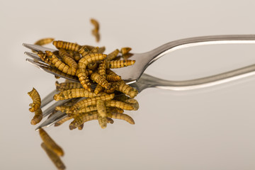 Naklejka premium Fried insects, molitors