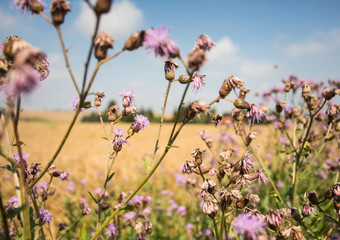 Sommerfeld mit einer Biene