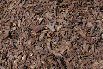 кора лиственницы