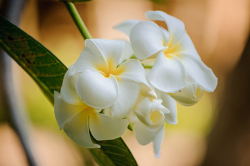 white frangipani tropical flower, plumeria flower blooming on tree,
