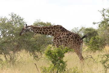 masai giraffe (Giraffa camelopardalis tippelskirchi)
