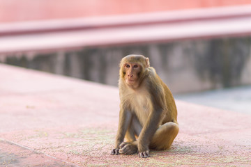 Obraz premium Indian Macaque monkey at the Taj Mahal complex, Agra, India