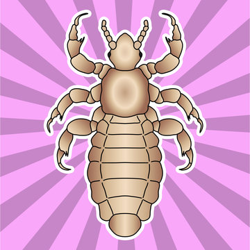 Insect anatomy. Sticker  head human louse. Pediculus humanus capitis. Sketch of louse. louse Design for coloring book. hand-drawn louse. Vector 