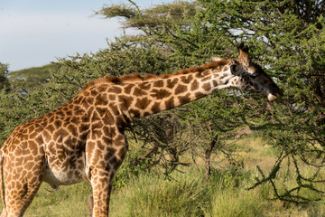 Obraz premium masai giraffe eating from a tree