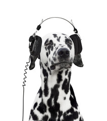 Dalmatian listening to music