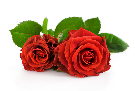 Two red roses