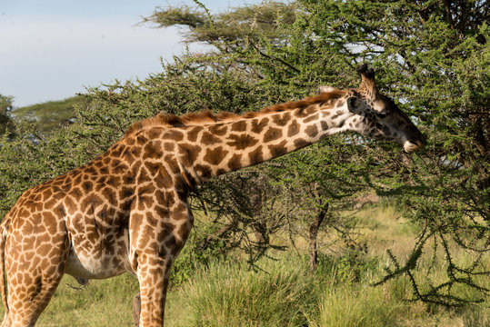 masai giraffe eating from a tree