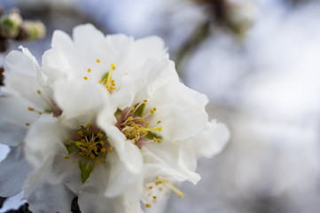 Fiore di mandorlo / Fotografia fiore di mandorlo