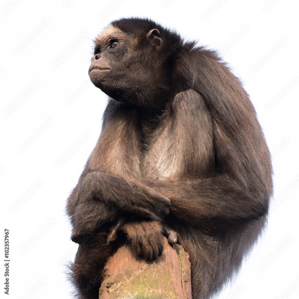 Aufkleber a spider monkey sitting on top of a post with a stern expression isolated against a white background