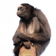 A spider monkey sitting on top of a post with a stern expression isolated against a white background in square format