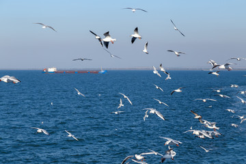 Few seagulls flying over the blue sea