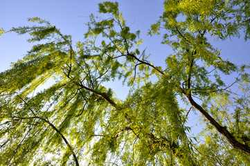 Fototapeta premium Gökyüzü ve Salkım Söğüt