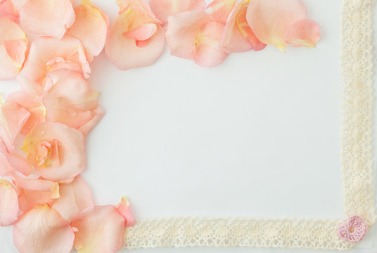 Valentine's day background. White background with soft pink rose