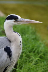 Heron