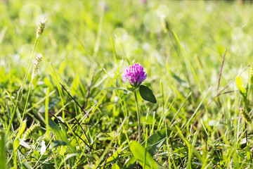 Pink flower in grass on meadow