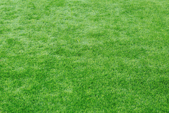 Green empty grass field