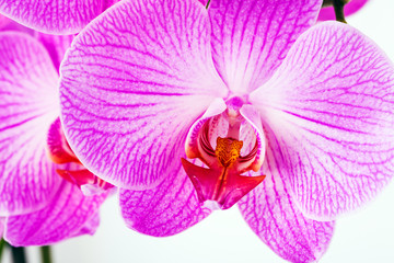 violet orchid isolated on a white background