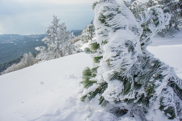 pine trees covered with snow