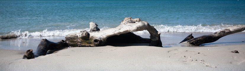 Driftwood on white sand tropical beach during surf