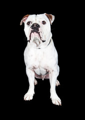 Obraz premium English Bulldog and Boxer Crossbreed Over Black