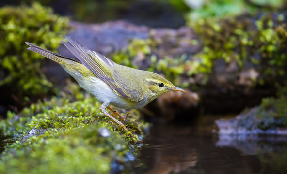 The Wood Warbler And Water