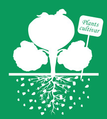 Cabbage plants with label cultivar on green background