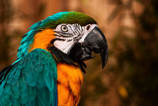 Blue green orange macaw talking parrot portrait closeup