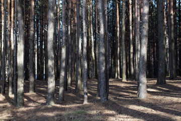 Obraz premium Sunny edge of a pine forest