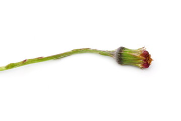 Faded flower from a coltsfoot plant on white background