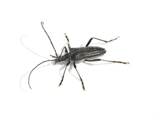The longhorn beetle Oxymirus cursor on white background